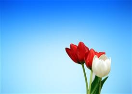 &quot;Flower Delivery Lakewood Dallas